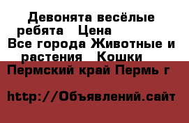 Девонята весёлые ребята › Цена ­ 25 000 - Все города Животные и растения » Кошки   . Пермский край,Пермь г.